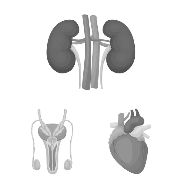 Inwendige organen van een menselijke zwart-wit pictogrammen in set collectie voor design. Anatomie en geneeskunde symbool voorraad web vectorillustratie. — Stockvector