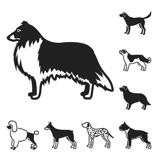 Cão raças ícones pretos na coleção de conjuntos para design.Dog animal de estimação símbolo vetorial ilustração web stock . — Vetor de Stock