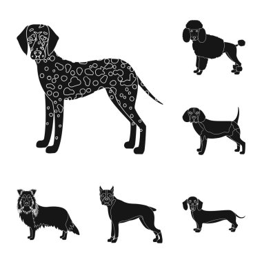 Köpek ırkları set koleksiyonu tasarım için simgeler siyah. Köpek evde beslenen hayvan vektör simge stok web çizim.