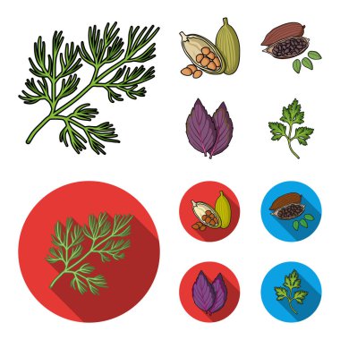 Dereotu, kakao çekirdekleri, fesleğen. Otlar ve baharatlar çizgi film, düz stil vektör simge stok çizim web simgeler ayarla.