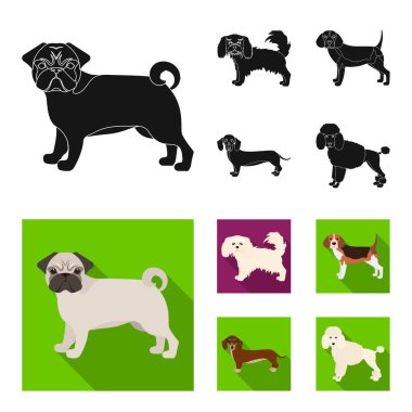 Köpek ırkları set koleksiyonu tasarım için siyah, düz simgeler. Köpek evde beslenen hayvan vektör simge stok web çizim.