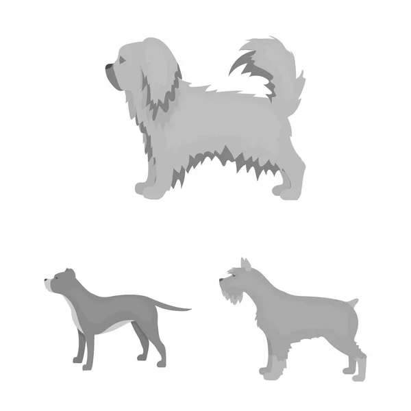 Perro razas iconos monocromáticos en conjunto de colección para design.Dog mascota vector símbolo stock web ilustración . — Vector de stock