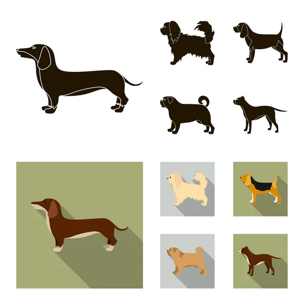 Pikinise, tacskó, mopsz, peggy. Kutyafajták készlet gyűjtemény ikonok-ban fekete, lapos stílusú vektor szimbólum stock illusztráció web. — Stock Vector