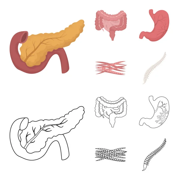 Intestinos, estômago, músculos, coluna vertebral. Organs conjunto coleção ícones em desenhos animados, esboço estilo vetor símbolo estoque ilustração web . — Vetor de Stock