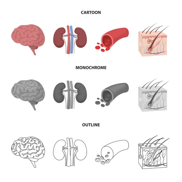 Cerebro, riñón, vaso sanguíneo, piel. Conjunto de órganos iconos de colección en dibujos animados, contorno, estilo monocromo vector símbolo stock ilustración web . — Vector de stock