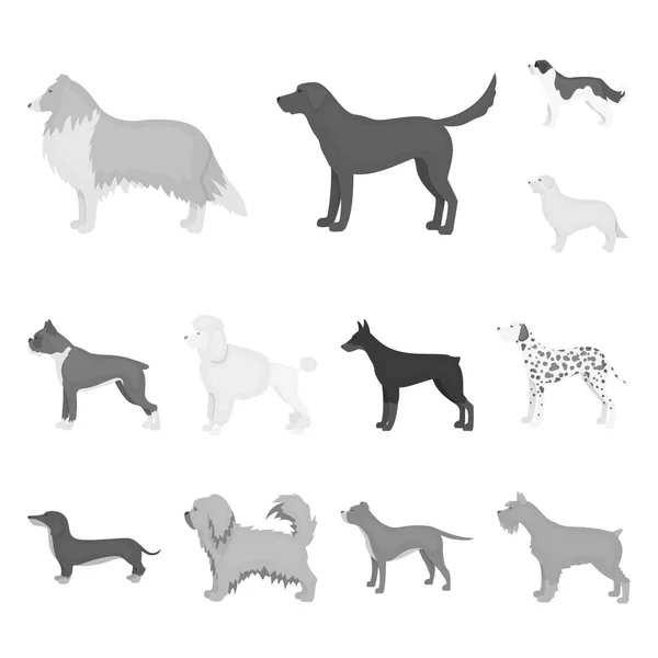 Собака породы монохромные иконки в наборе коллекции для design.Dog животное вектор символа акций веб-иллюстрации . — стоковый вектор