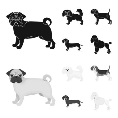 Köpek ırkları set koleksiyonu tasarım için siyah, tek renkli simgeler. Köpek evde beslenen hayvan vektör simge stok web çizim.