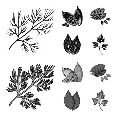 Dereotu, kakao çekirdekleri, fesleğen. Otlar ve baharatlar toplama simgeler siyah, tek renkli stil vektör simge stok çizim web ayarla.