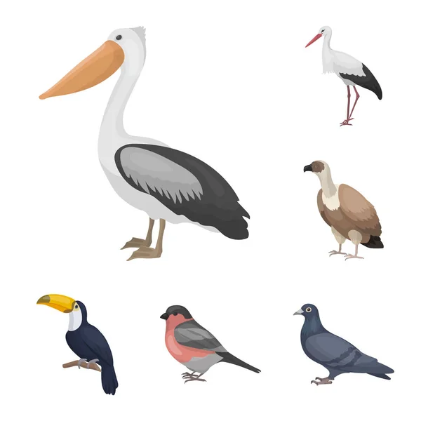 Tipos de pájaros iconos de dibujos animados en la colección de conjuntos para el diseño. Inicio y aves silvestres vector símbolo stock web ilustración . — Archivo Imágenes Vectoriales