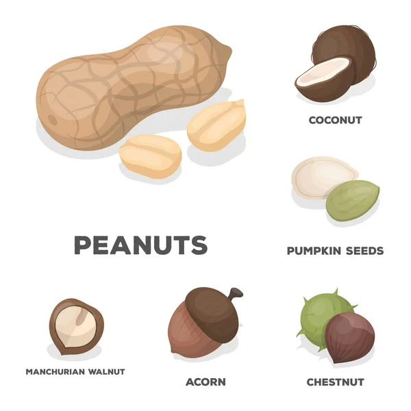 Diferentes tipos de ícones de desenhos animados de nozes na coleção de conjuntos para design.Nut Food vector symbol stock web illustration . — Vetor de Stock