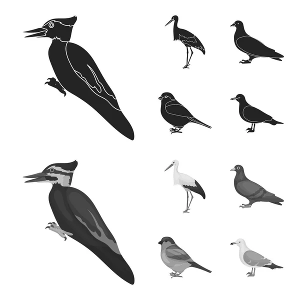 Pájaro carpintero, cigüeña y otros. Birds set collection icons in black, monochrome style vector symbol stock illustration web . — Vector de stock