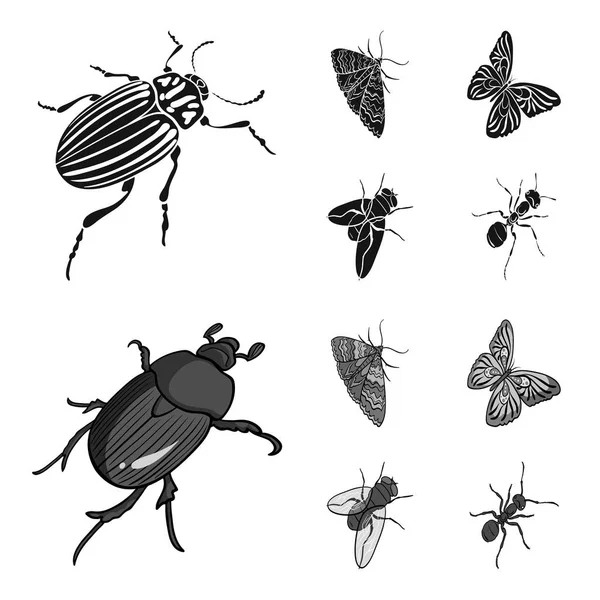 Arthropods insect beetle, moth, butterfly, fly. Insects set collection icons in black,monochrome style vector symbol stock isometric illustration web. — Stock Vector