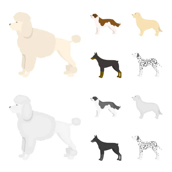 St. Bernard, retriever, doberman, labrador. Raças de cães definir ícones de coleção em desenhos animados, estilo monocromático vetor símbolo estoque ilustração web . — Vetor de Stock