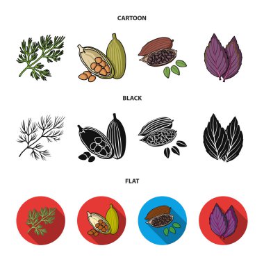 Dereotu, kakao çekirdekleri, fesleğen. Otlar ve baharatlar toplama simgeler çizgi film, siyah, düz stil vektör simge stok çizim web ayarla.