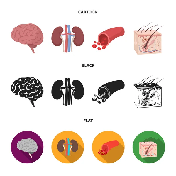 Cerebro, riñón, vaso sanguíneo, piel. Iconos de colección de conjunto de órganos en dibujos animados, negro, estilo plano vector símbolo stock ilustración web . — Archivo Imágenes Vectoriales