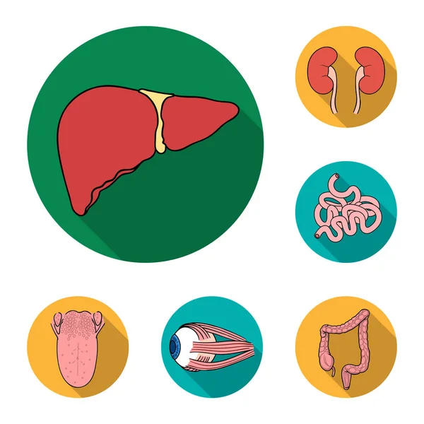 Organi umani icone piatte nella collezione di set per il design. Anatomia e organi interni simbolo vettoriale stock web illustrazione . — Vettoriale Stock