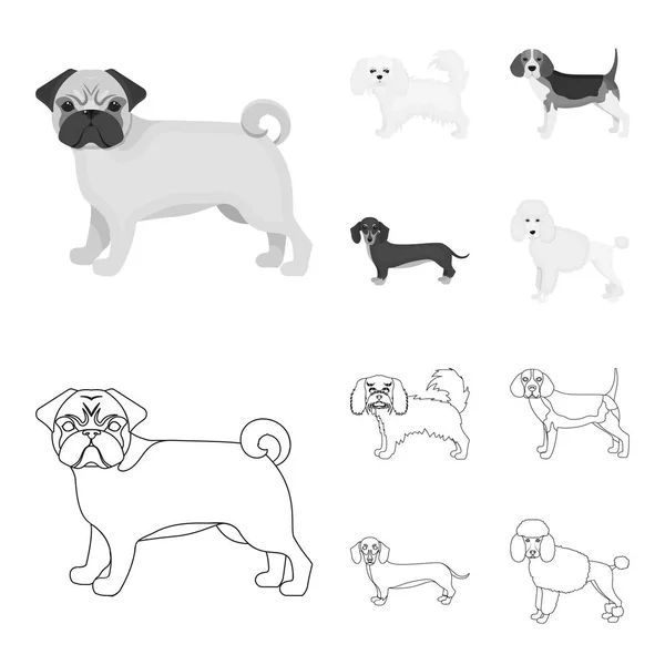 Cão raças esboço, ícones monocromáticos na coleção de conjuntos para design.Dog animal de estimação símbolo web ilustração . — Vetor de Stock