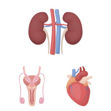 Bir insan karikatür simgeler kümesi koleksiyonundaki iç organların tasarımı için. Anatomi ve tıp vektör simge stok web çizim.