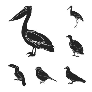 Kuş türleri set koleksiyonu tasarım için simgeler siyah. Ev ve vahşi kuş vektör simge stok web çizim.