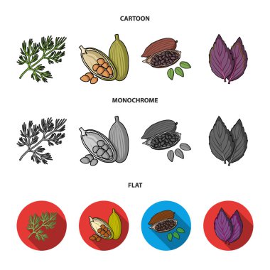Dereotu, kakao çekirdekleri, fesleğen. Otlar ve baharatlar küme toplama simgeler karikatür, düz, tek renkli stil vektör simge stok çizim web.