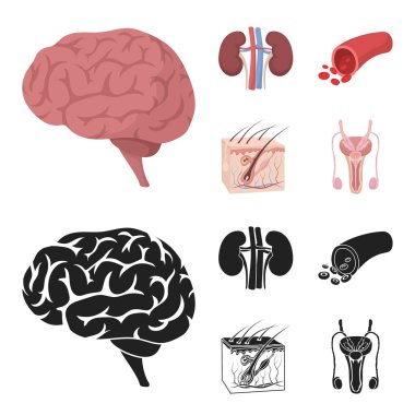 Beyin, böbrek, kan damarı, cilt. Organ toplama simgeler çizgi film, siyah stil vektör simge stok çizim web ayarla..