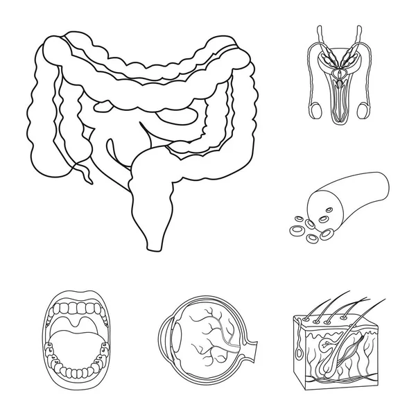 Órgãos internos de uns ícones de esboço humanos na coleção de jogo do desenho. Anatomia e medicina vetor símbolo web ilustração . — Vetor de Stock