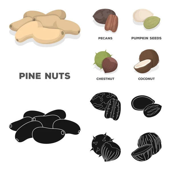 Pecan, pinjenötter, pumpafrön, kastanj. Olika typer av nötter som samling ikoner i tecknad, svart stil vektor symbol stock illustration web. — Stock vektor