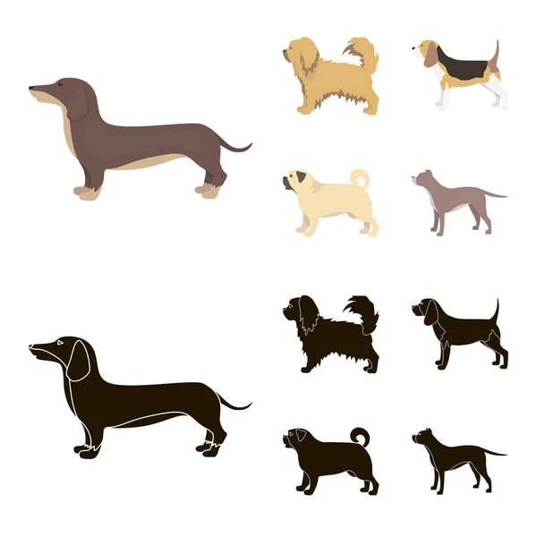 Pikinise、ダックスフント、パグ、ペギー。犬の品種は、黒スタイル ベクトル シンボル ストック イラスト web 漫画でコレクション アイコンを設定します。. — ストックベクタ