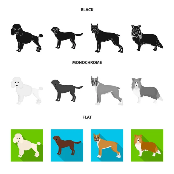 Perro razas negro, plano, iconos monocromáticos en conjunto de colección para design.Dog mascota vector símbolo stock web ilustración . — Vector de stock