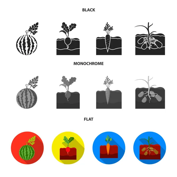 Vattenmelon, rädisor, morötter, potatis. Anläggningen inställd samling ikoner i svart, platt, svartvit stil vektor symbol stock illustration web. — Stock vektor