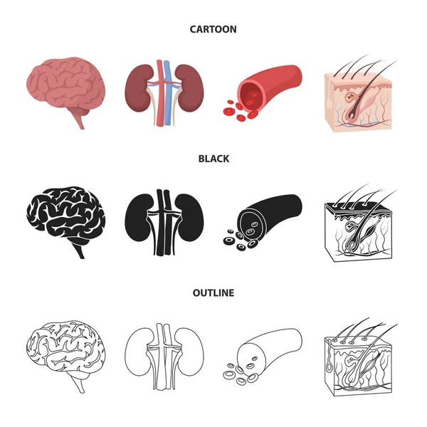 Cerebro, riñón, vaso sanguíneo, piel. Iconos de colección de conjunto de órganos en dibujos animados, negro, contorno estilo vector símbolo stock ilustración web . — Vector de stock