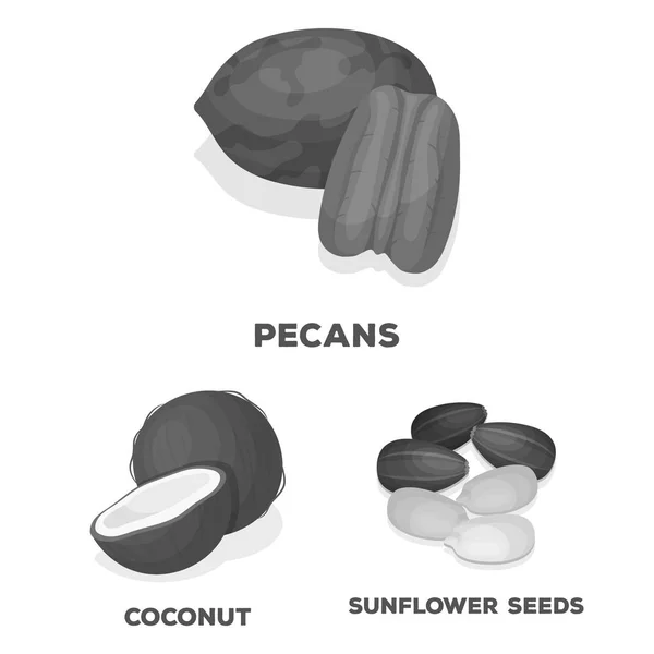 Różne rodzaje orzechów monochromatyczne ikony w kolekcja zestaw do projektowania. Nakrętka ilustracja jedzenie wektor symbol zasobów sieci web. — Wektor stockowy