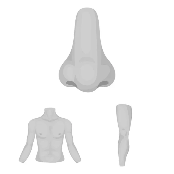 Bagian dari tubuh, anggota tubuh ikon monokrom dalam koleksi set untuk desain. Vektor anatomi manusia Simbol saham gambar web . - Stok Vektor
