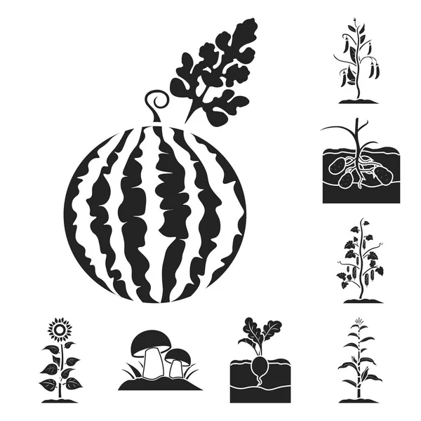 Bitki, sebze siyah simgeler toplama tasarımı için ayarlayın. Bahçe ve hasat sembol stok web illüstrasyon vektör. — Stok Vektör
