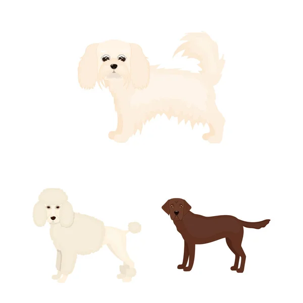 Rasy psów kreskówka ikony w kolekcja zestaw do projektowania. Pies pieścić wektor symbol akcji web ilustracja. — Wektor stockowy