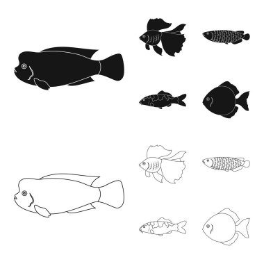 Discus, altın, sazan, koi, scleropages, fotmosus. Balık toplama simgeler siyah, anahat stili vektör simge stok çizim web içinde ayarla..