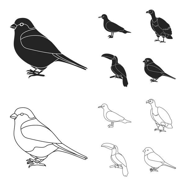 Mouette Toucan Autres Espèces Oiseaux Ensemble Icônes Collection Noir Schéma — Image vectorielle