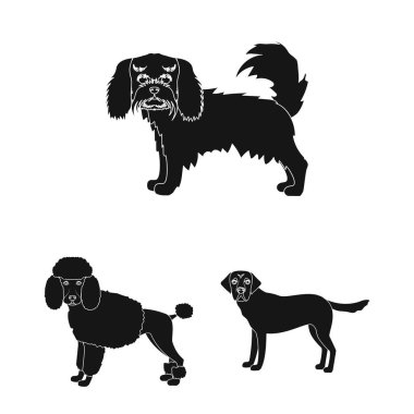 Köpek ırkları set koleksiyonu tasarım için simgeler siyah. Köpek evde beslenen hayvan vektör simge stok web çizim.