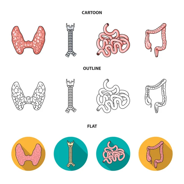 Glándula tiroidea, columna vertebral, intestino delgado, intestino grueso. Los órganos humanos establecen iconos de colección en dibujos animados, contorno, plano estilo vector símbolo stock ilustración web . — Vector de stock