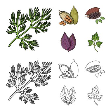 Dereotu, kakao çekirdekleri, fesleğen. Otlar ve baharatlar çizgi film, anahat stili vektör simge stok çizim web simgeler ayarla.