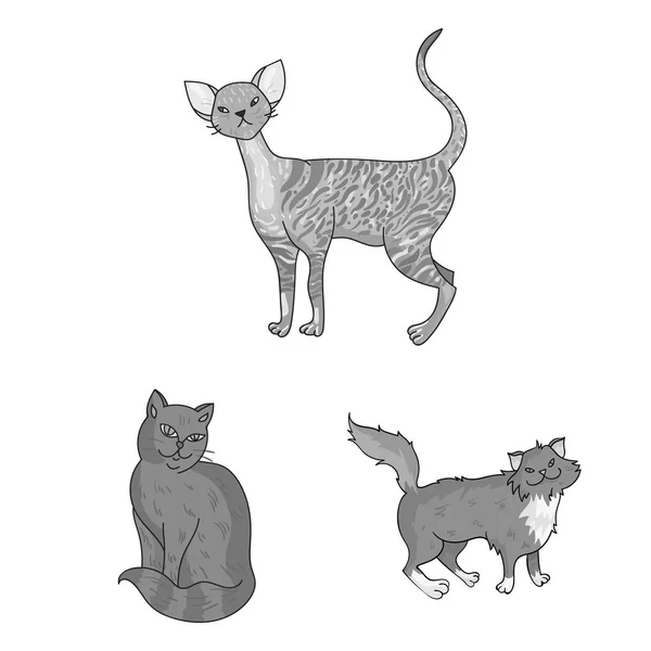 猫のモノクロ アイコン デザインのセットのコレクションの品種。ペットの猫ベクトル シンボル ストック web イラスト. — ストックベクタ