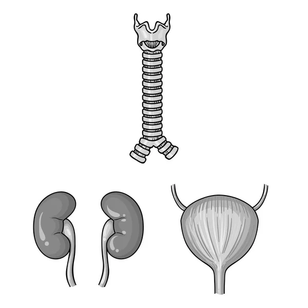 Órganos humanos iconos monocromáticos en colección de conjuntos para el diseño. Anatomía y órganos internos vector símbolo stock web ilustración . — Vector de stock