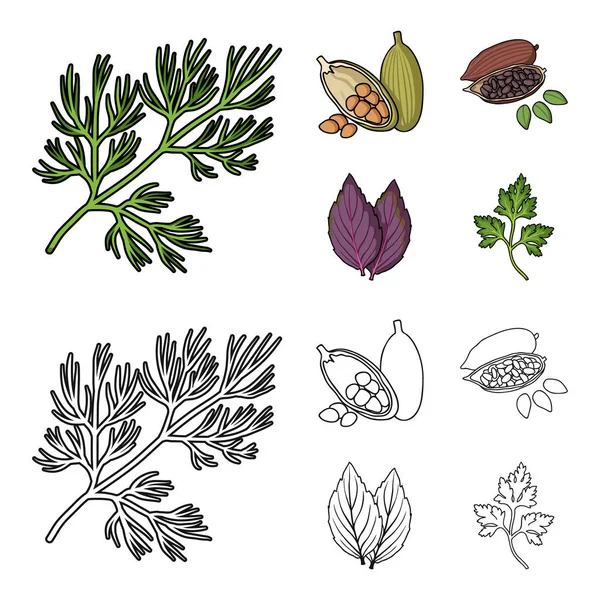 Dill, grãos de cacau, basil.Herbs e especiarias conjunto de ícones de coleção em desenhos animados, esboço estilo vetor símbolo ilustração web . — Vetor de Stock