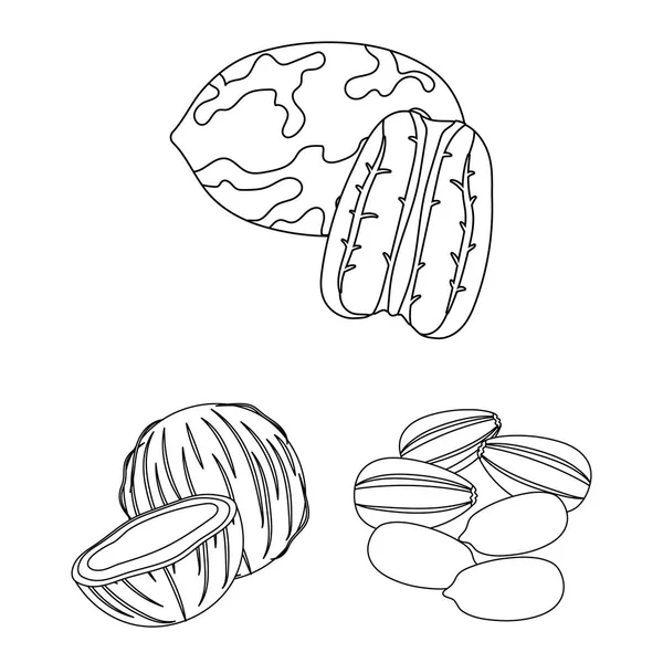 Diferentes tipos de nueces esbozan iconos en la colección de conjuntos para design.Nut Alimento vector símbolo stock web ilustración . — Vector de stock