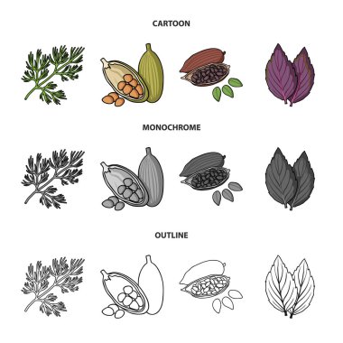 Dereotu, kakao çekirdekleri, fesleğen. Otlar ve baharatlar koleksiyonu Icons set çizgi film, anahat, tek renkli stil vektör simge stok çizim web.