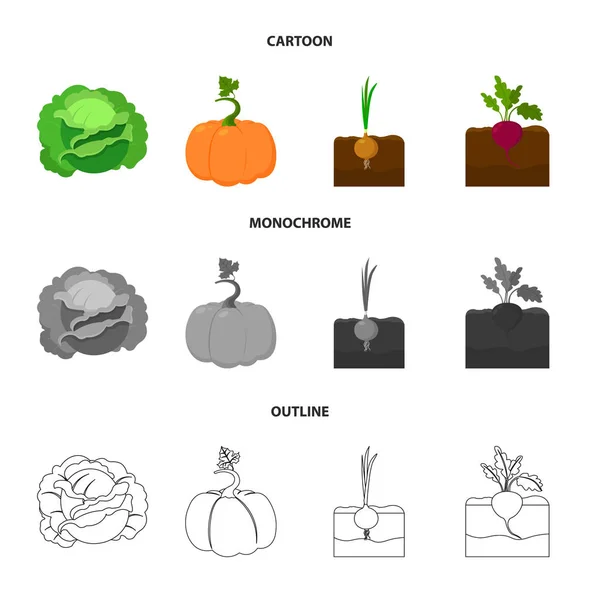 Lahana, kabak, soğan, buriak. Bitki koleksiyonu Icons set çizgi film, anahat, tek renkli stil vektör simge stok çizim web. — Stok Vektör