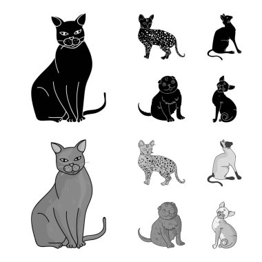 Siyam ve diğer türler. Kedi doğurmak toplama simgeler siyah, monochrom stil vektör simge stok çizim web içinde ayarla..