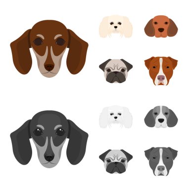 Farklı doğurmak-in köpek ağızlık. Köpek doğurmak dachshund, fino, beagle, pug çizgi film, tek renkli stil vektör simge stok çizim web toplama simgeler ayarla.
