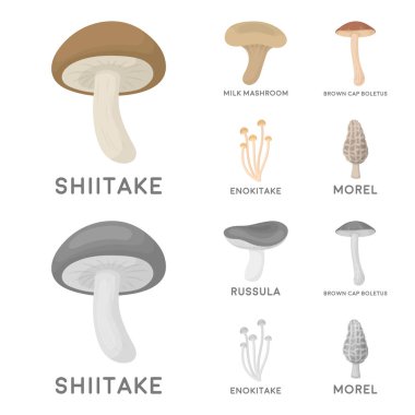 Shiitake, kahverengi kap çörek, enokitake, süt. çizgi film, tek renkli stil vektör simge stok çizim web simgeler ayarla.