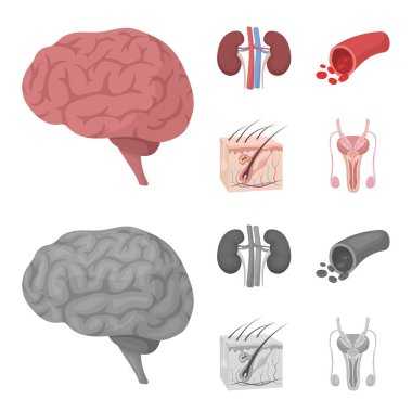 Beyin, böbrek, kan damarı, cilt. Organ toplama simgeler çizgi film, tek renkli stil vektör simge stok çizim web ayarla..